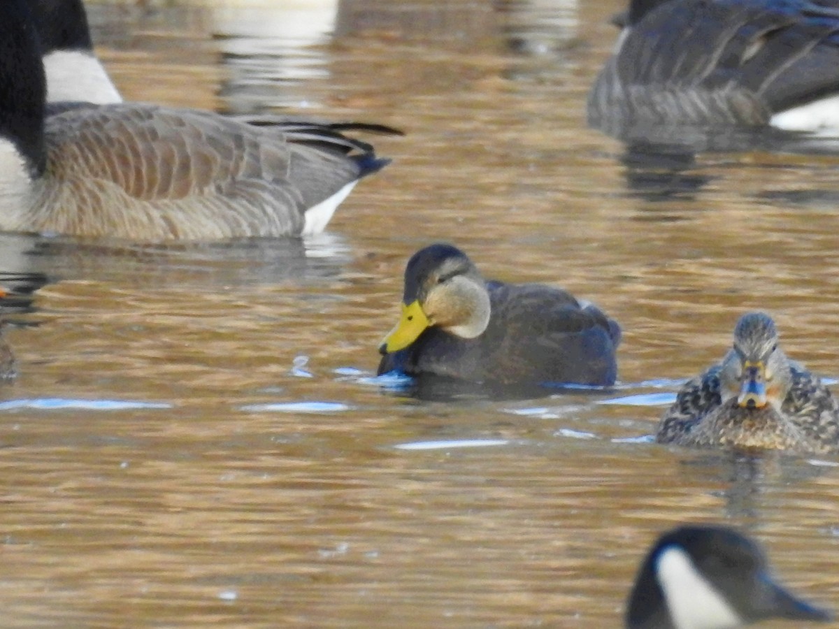 American Black Duck - ML108546131