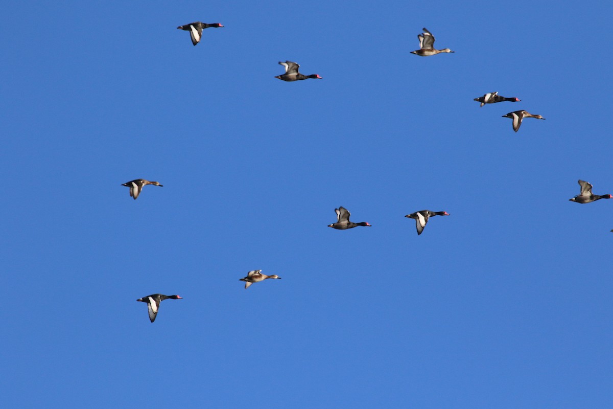 Rosy-billed Pochard - ML108546301