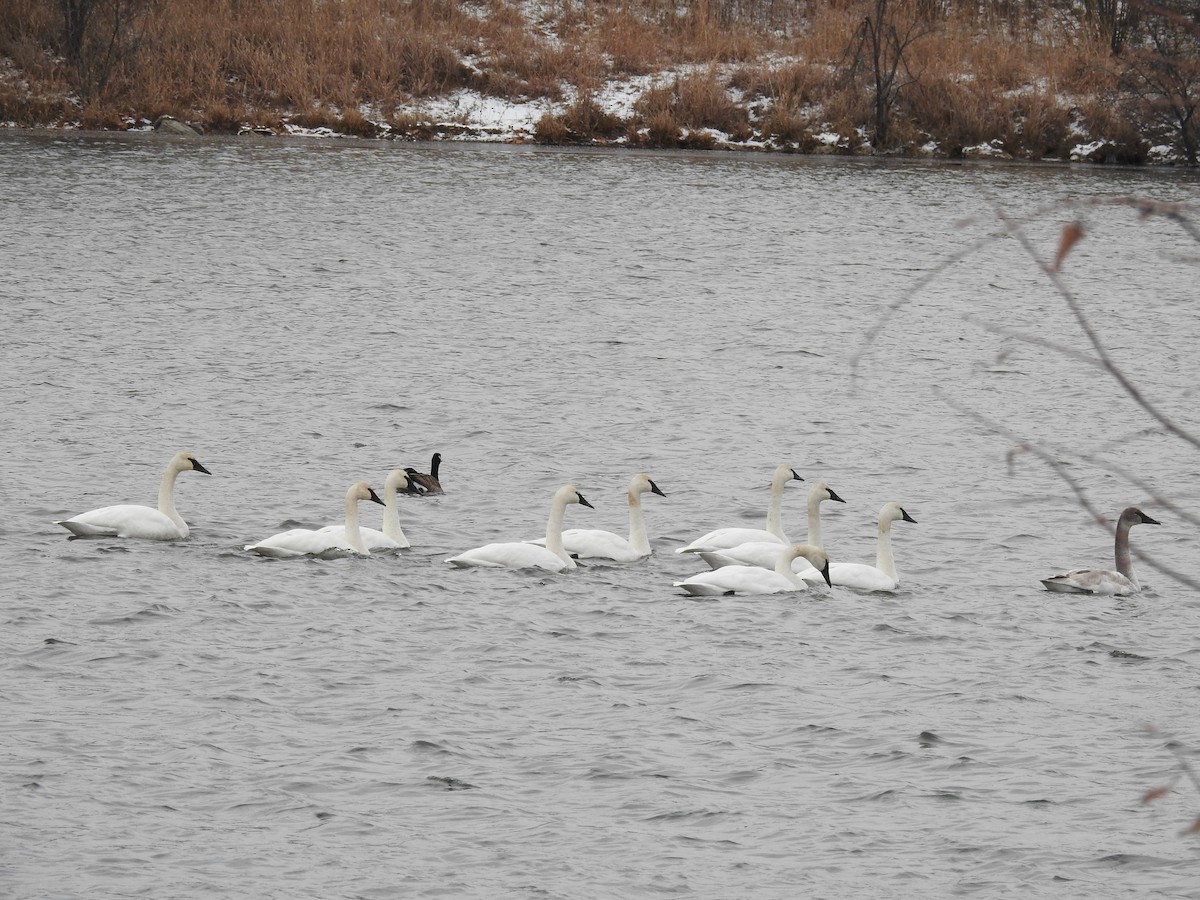 Trumpeter Swan - ML108546631