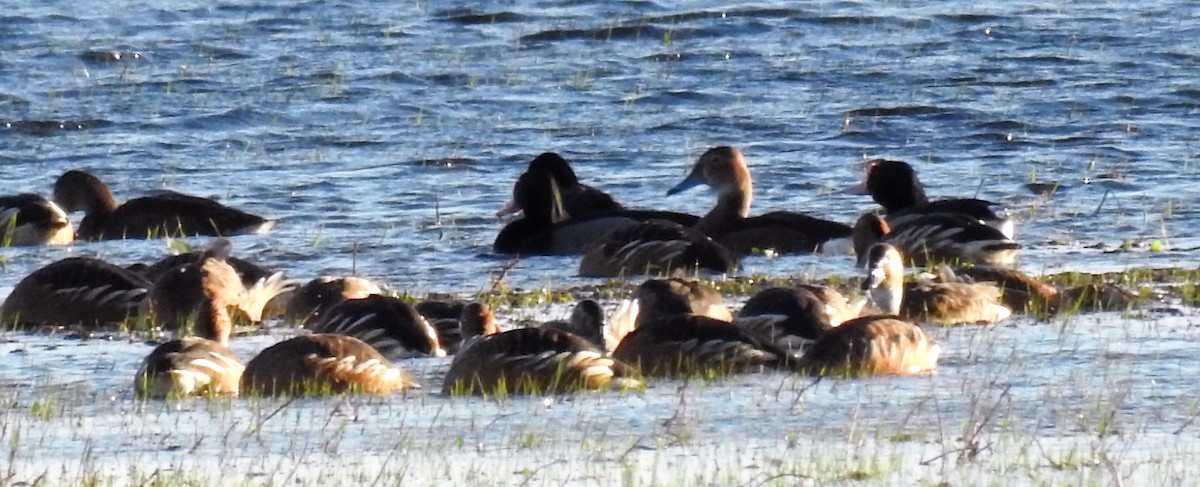 Fulvous Whistling-Duck - ML108547061