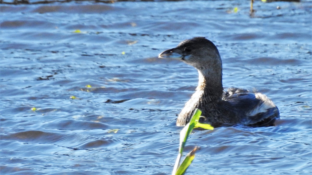 Pied-billed Grebe - Cláudio Jorge De Castro Filho