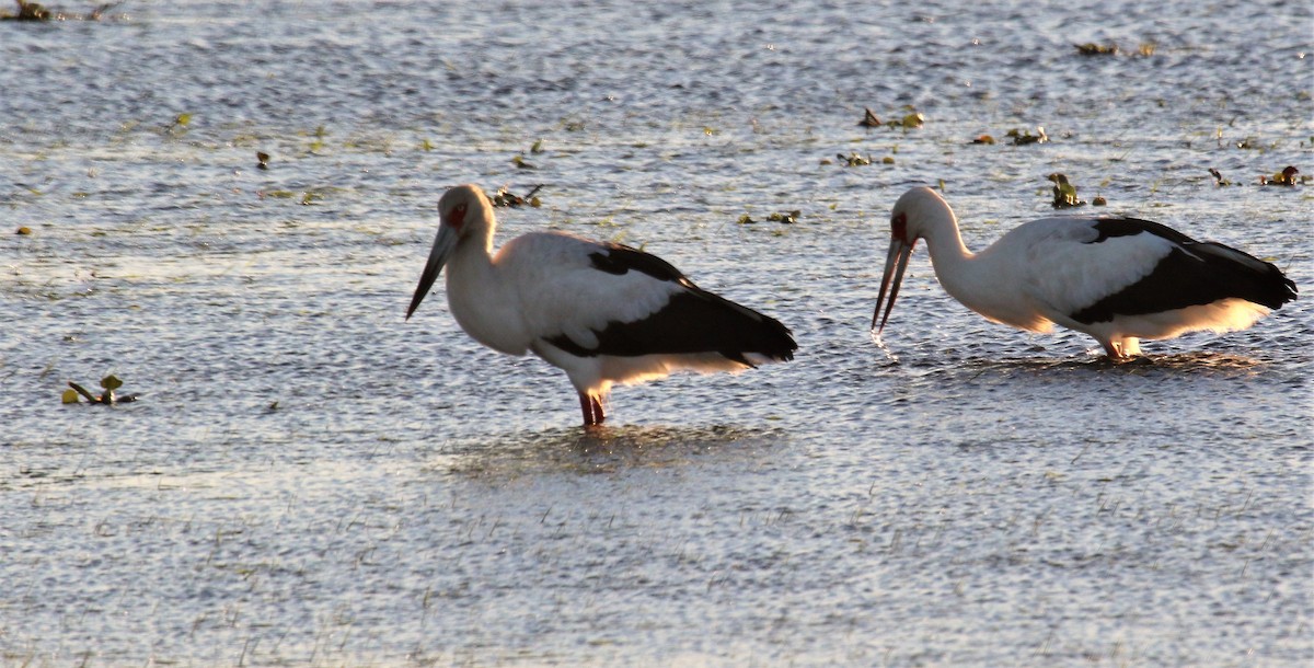 Maguari Stork - ML108547511