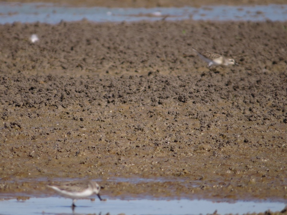 Semipalmated Sandpiper - ML108547571