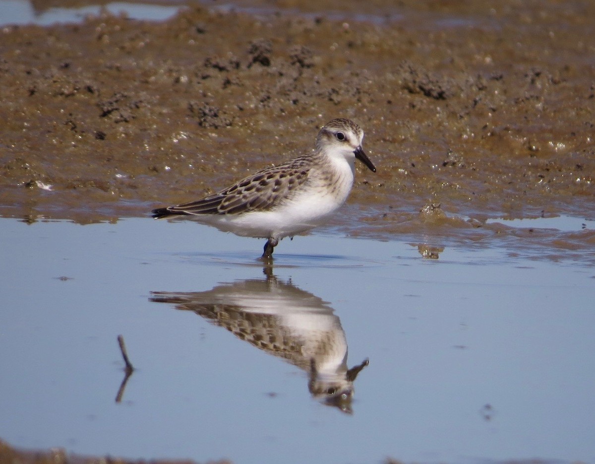 Semipalmated Sandpiper - ML108547611