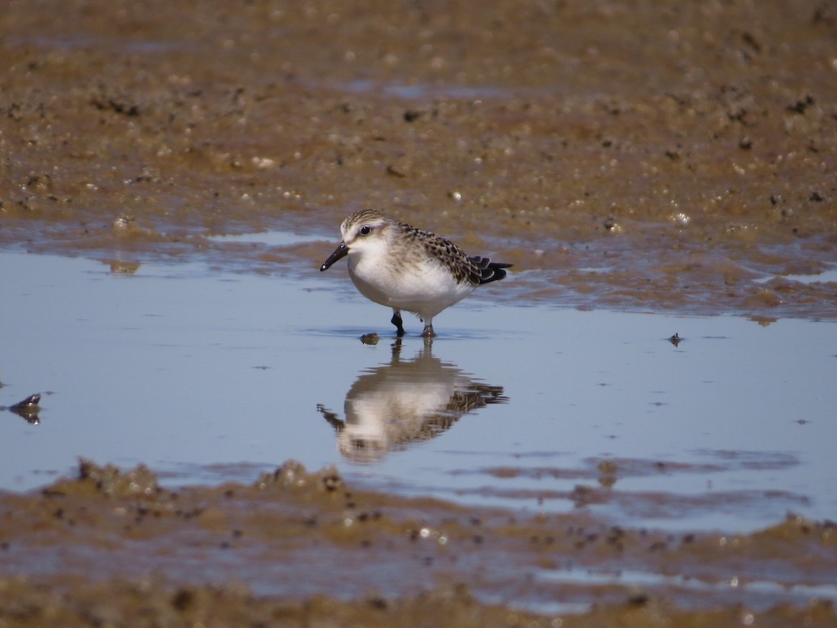 Semipalmated Sandpiper - ML108547641