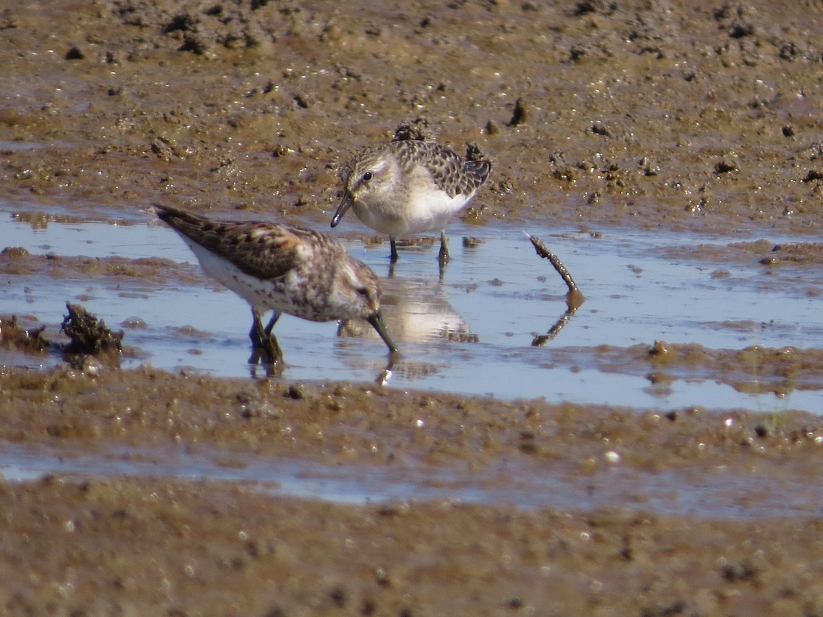 Semipalmated Sandpiper - ML108547681