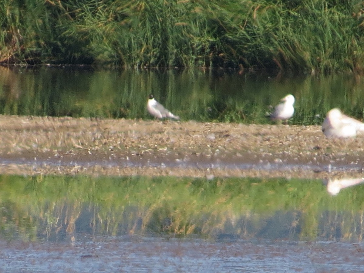 Franklin's Gull - ML108547971