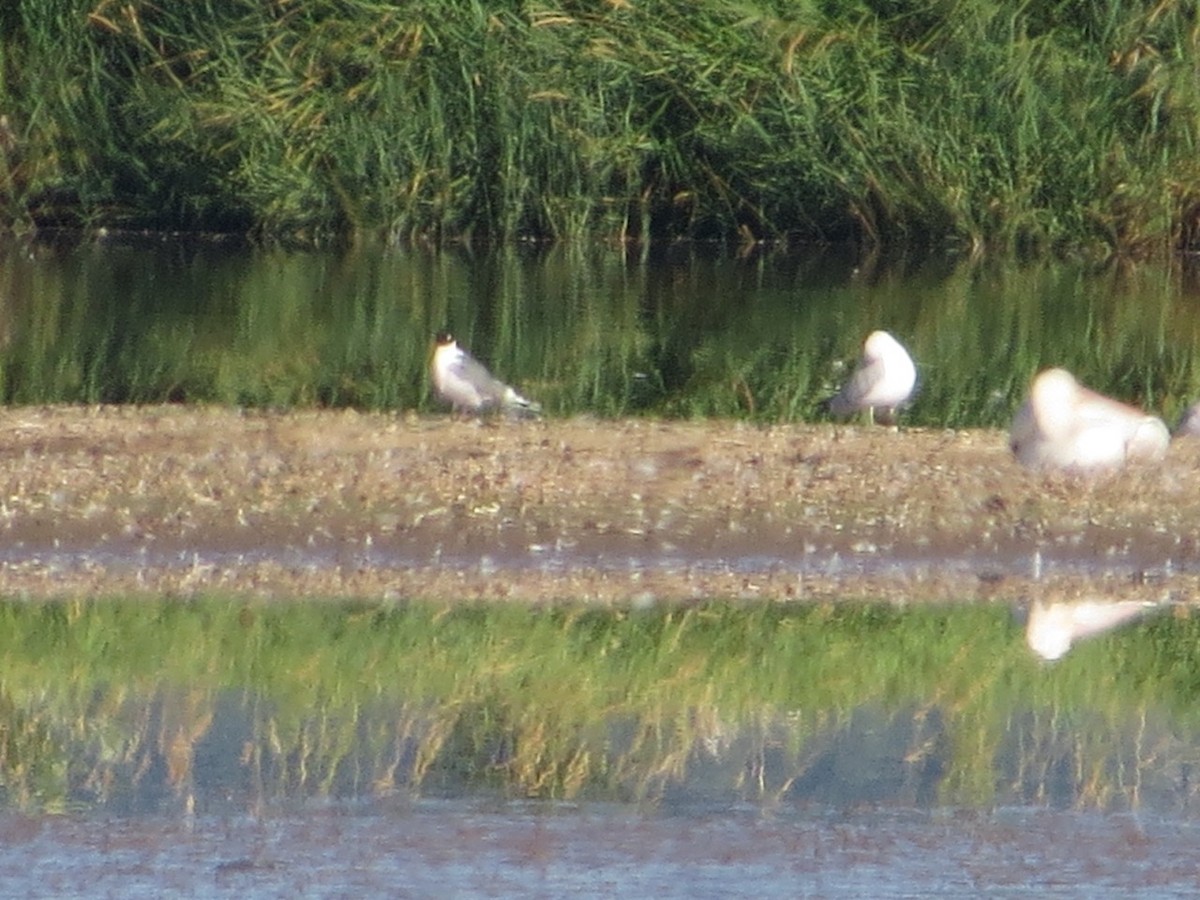 Franklin's Gull - ML108547981