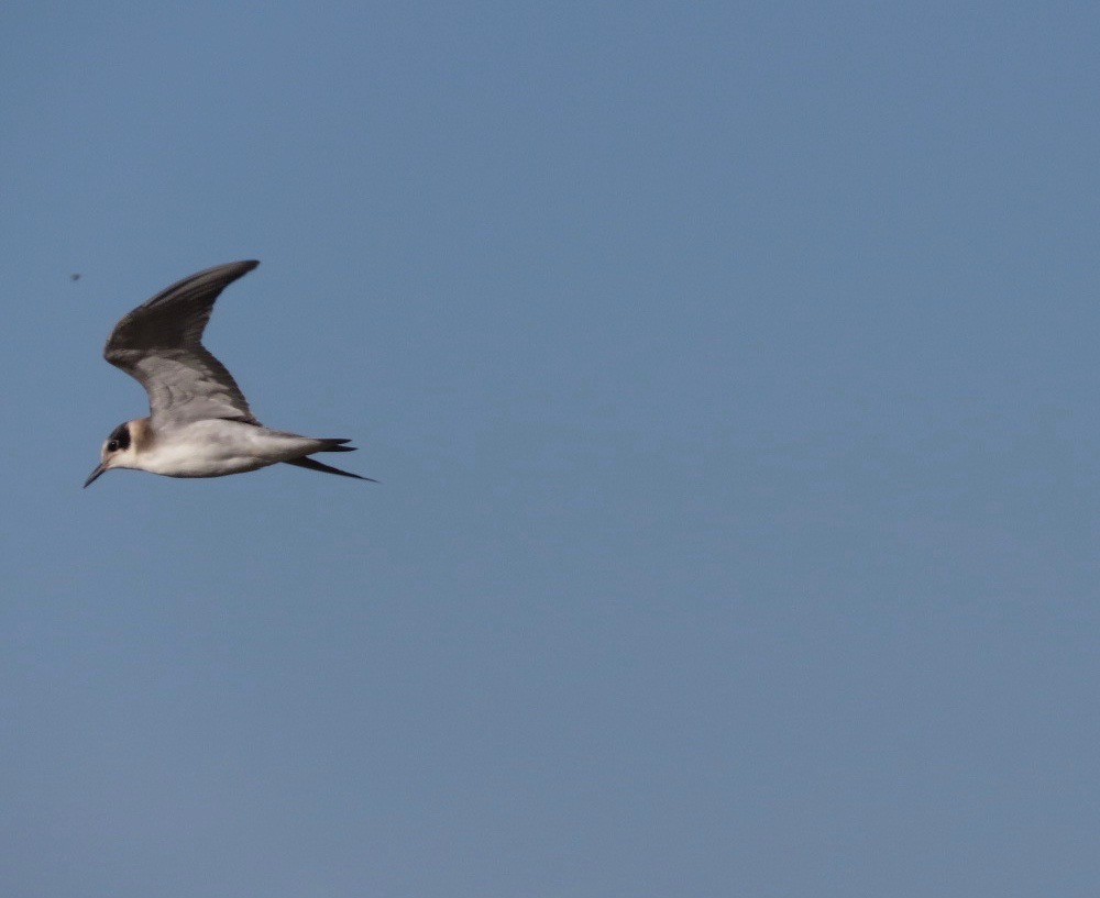 Black Tern - ML108548031