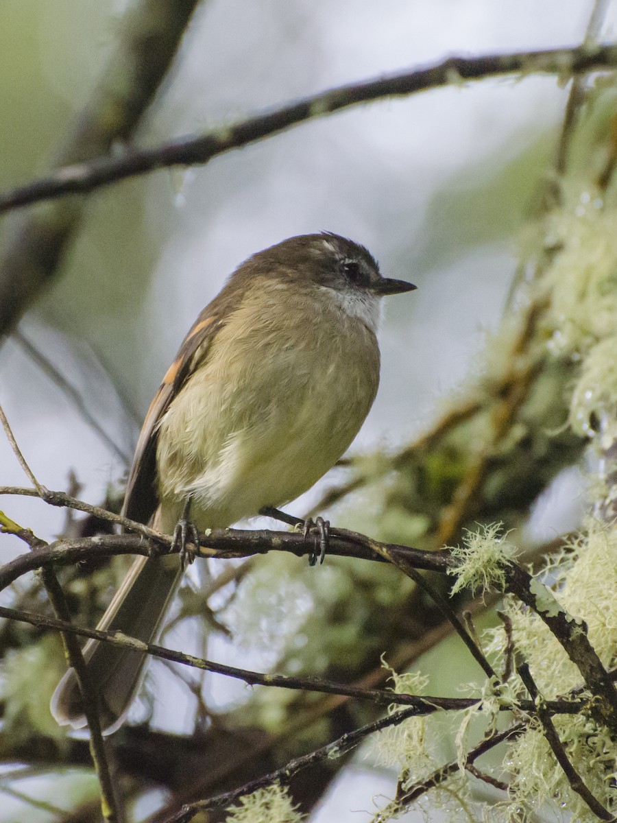 White-throated Tyrannulet - Nelson Gustavo Monteros