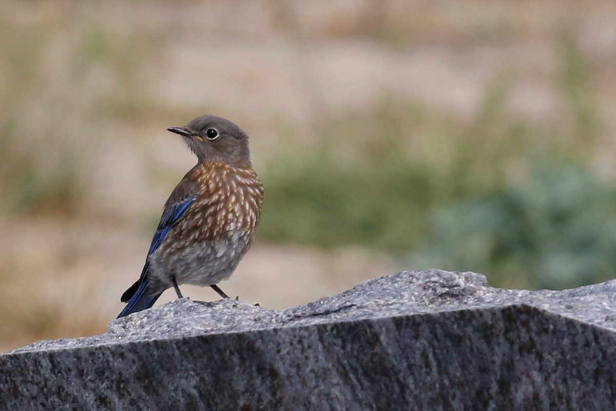 Western Bluebird - Dan Ellison