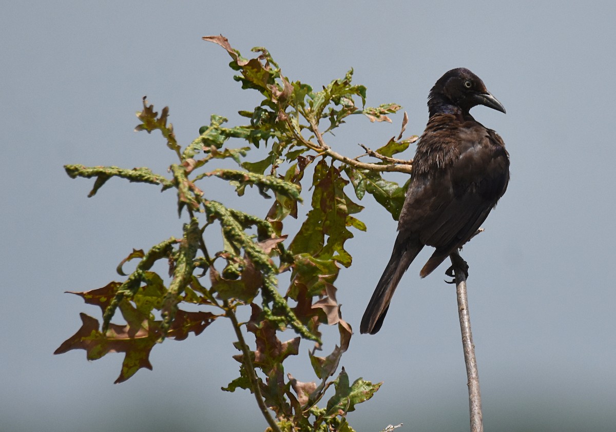 Common Grackle - ML108549771