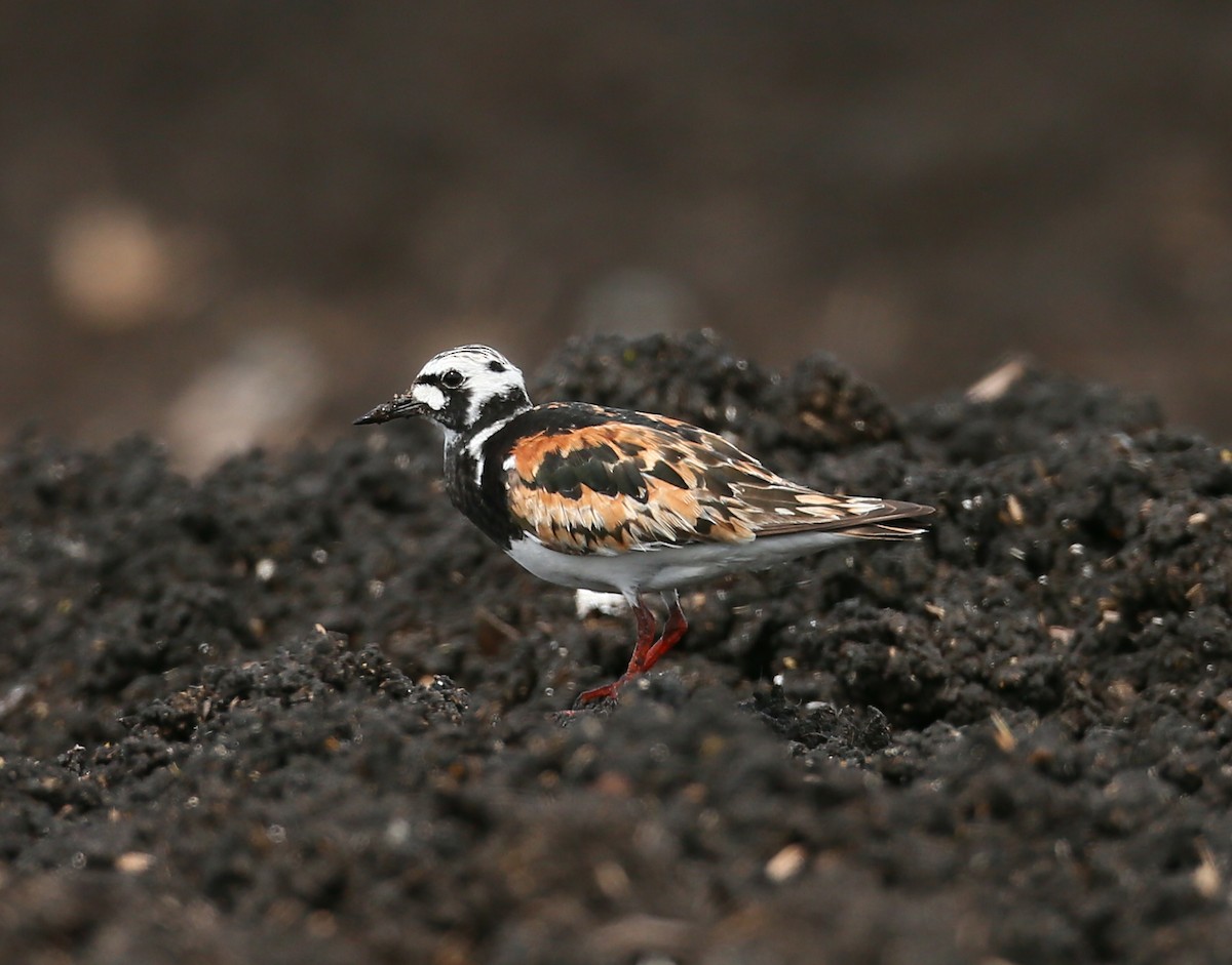 Ruddy Turnstone - ML108553361