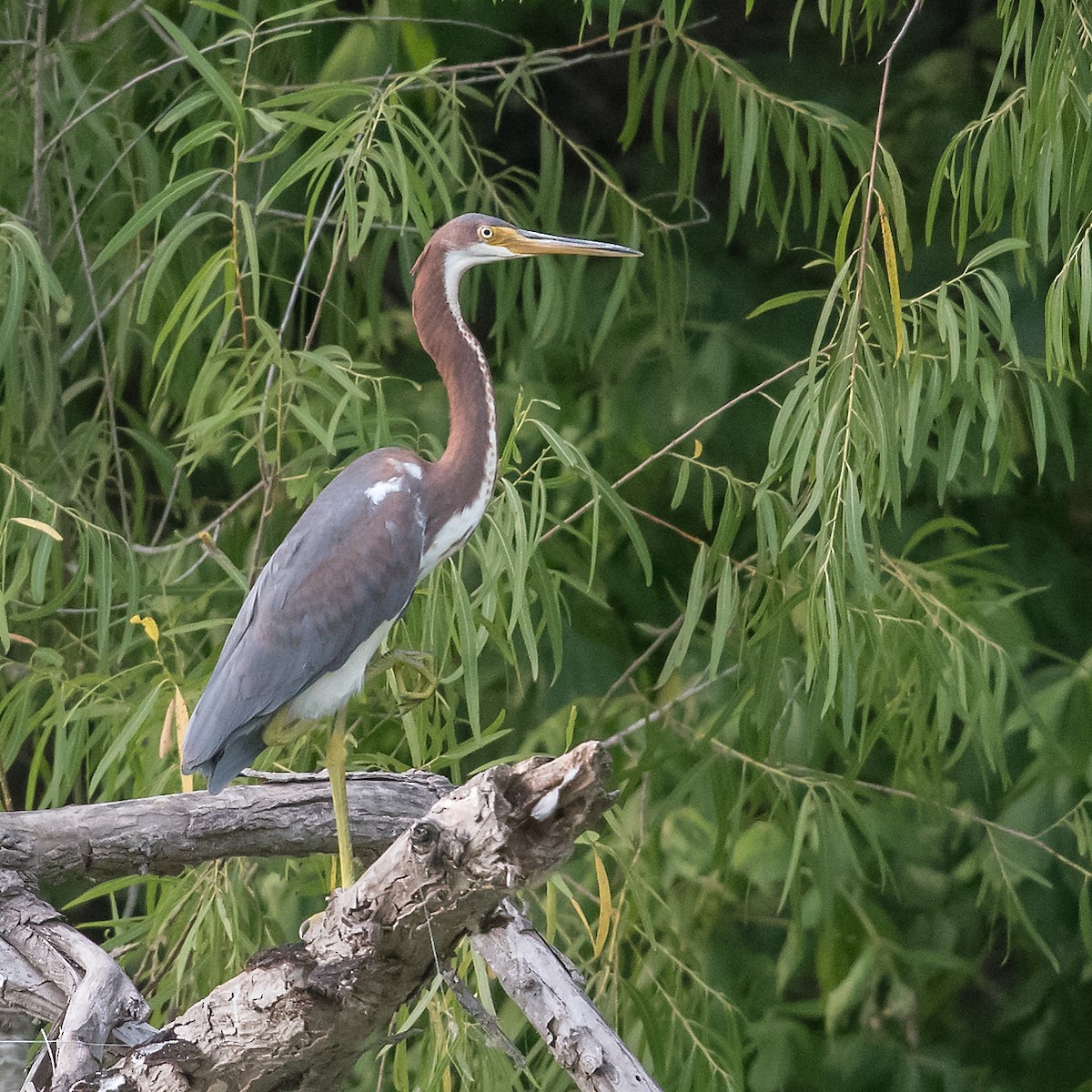 Tricolored Heron - ML108555731