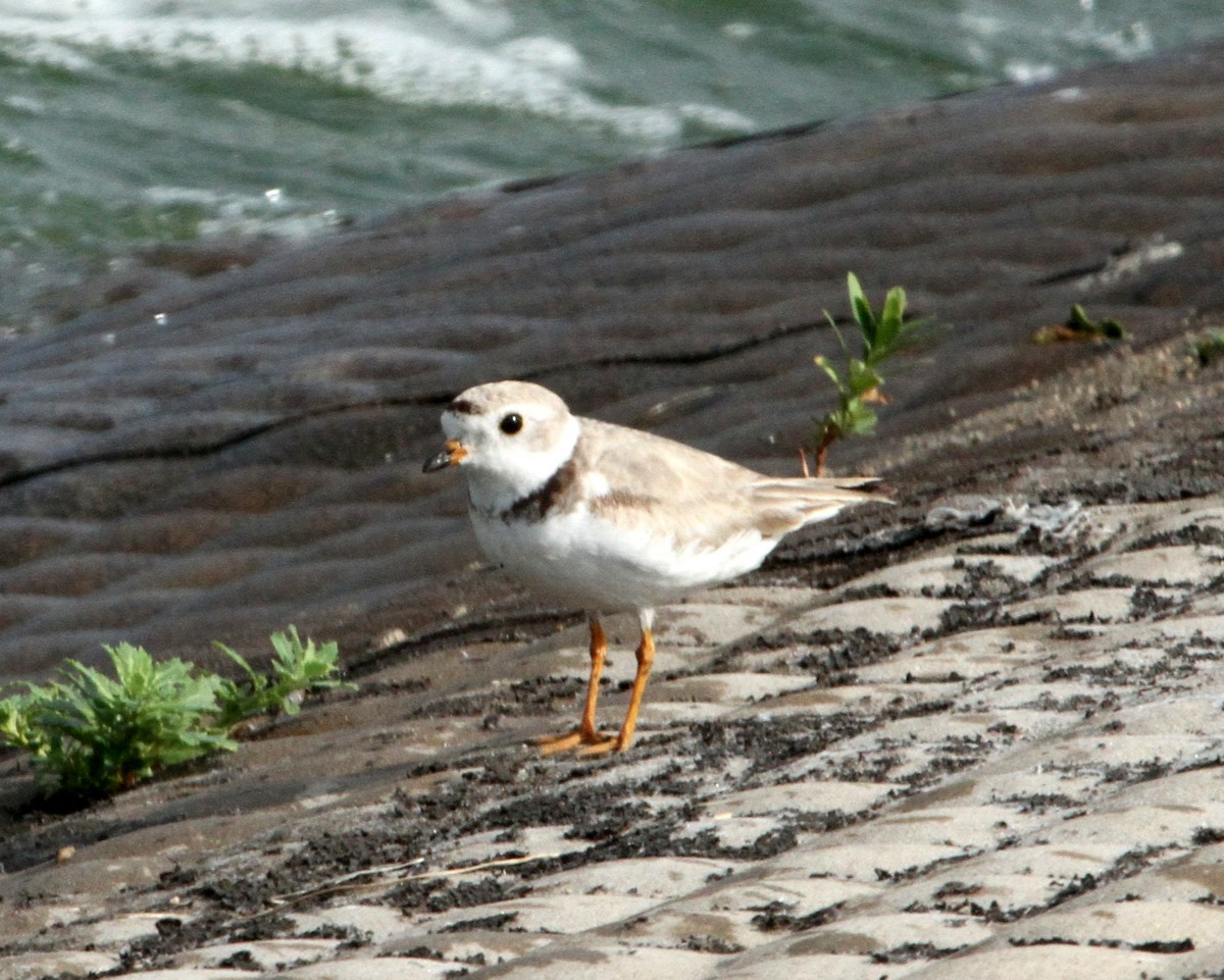 Piping Plover - ML108556971