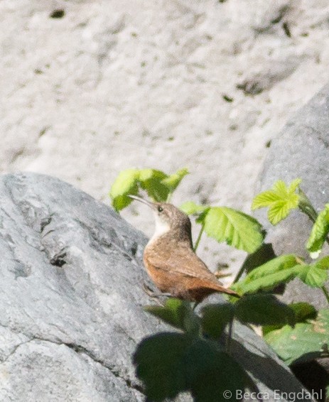 Canyon Wren - ML108557451