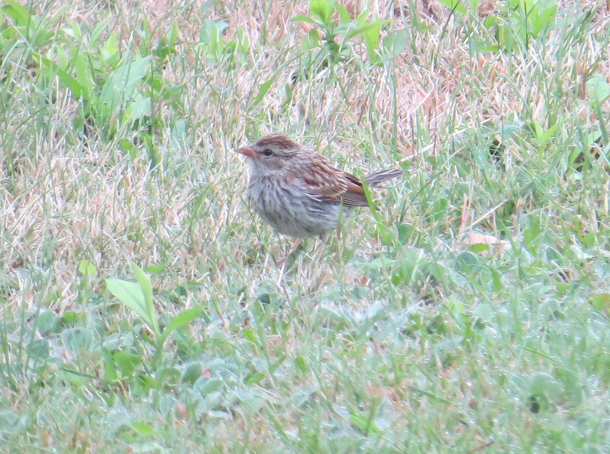 Chipping Sparrow - ML108558131