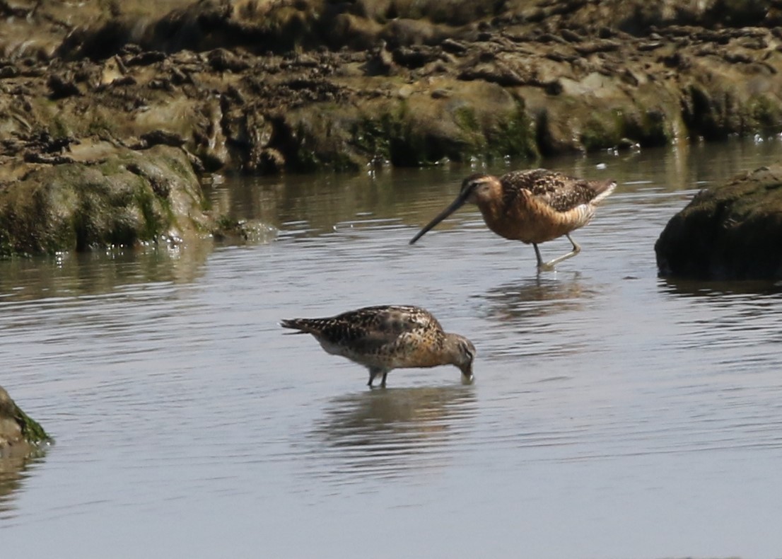 Long-billed Dowitcher - ML108559011