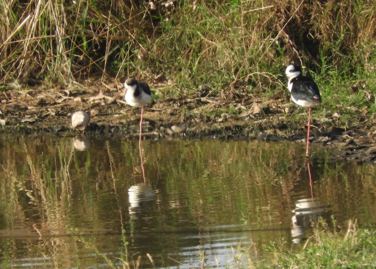 Cigüeñuela Cuellinegra - ML108562351