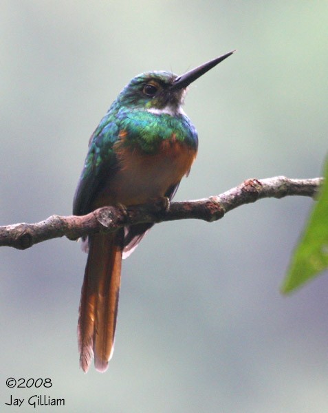 Rufous-tailed Jacamar - ML108564701