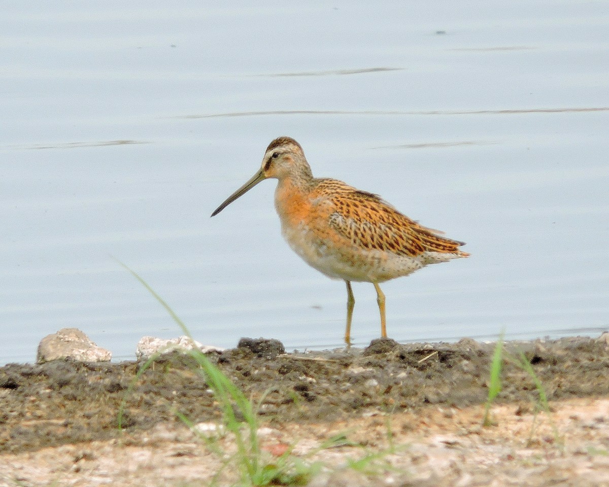 Short-billed Dowitcher - David Lambeth