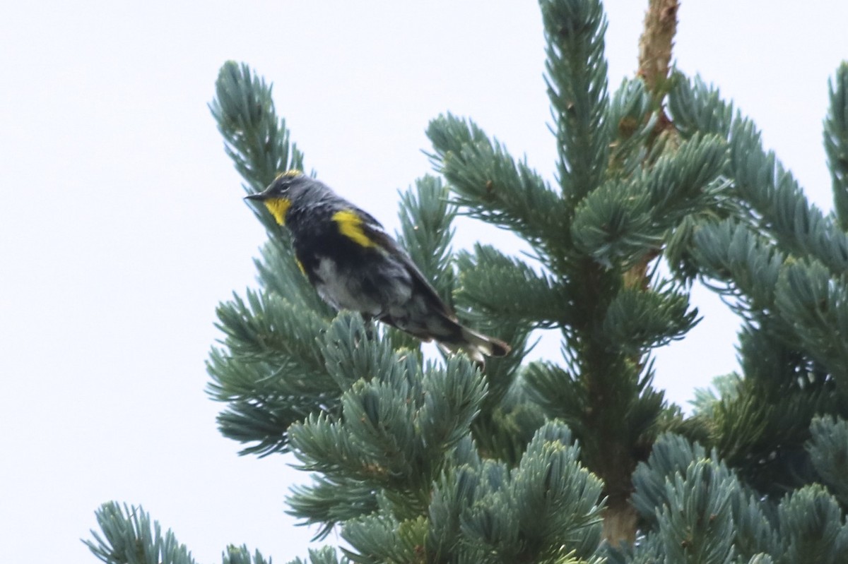 Yellow-rumped Warbler (Audubon's) - ML108566441