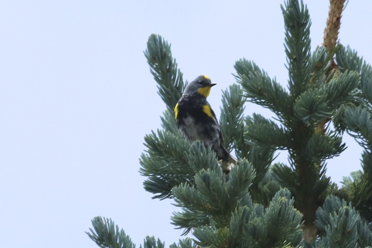 Yellow-rumped Warbler (Audubon's) - ML108566451