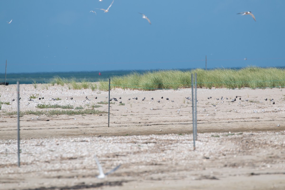 Black Tern - ML108567011