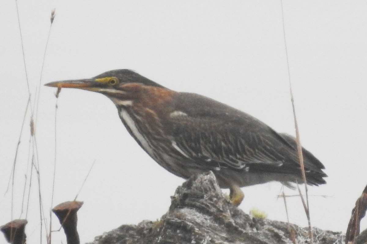 Green Heron - ML108567681