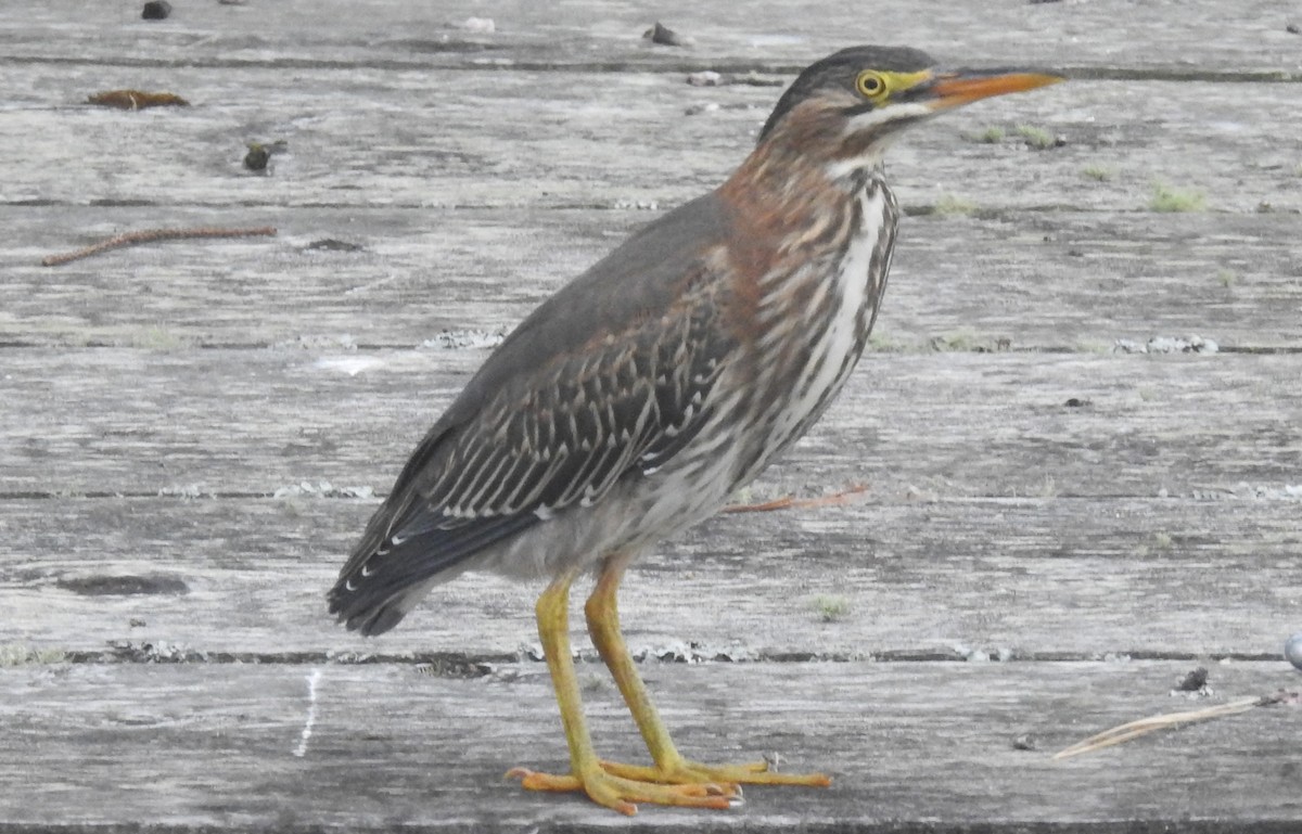 Green Heron - ML108568051