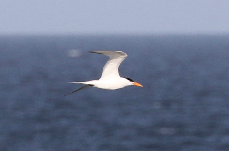 Royal Tern - ML108568091