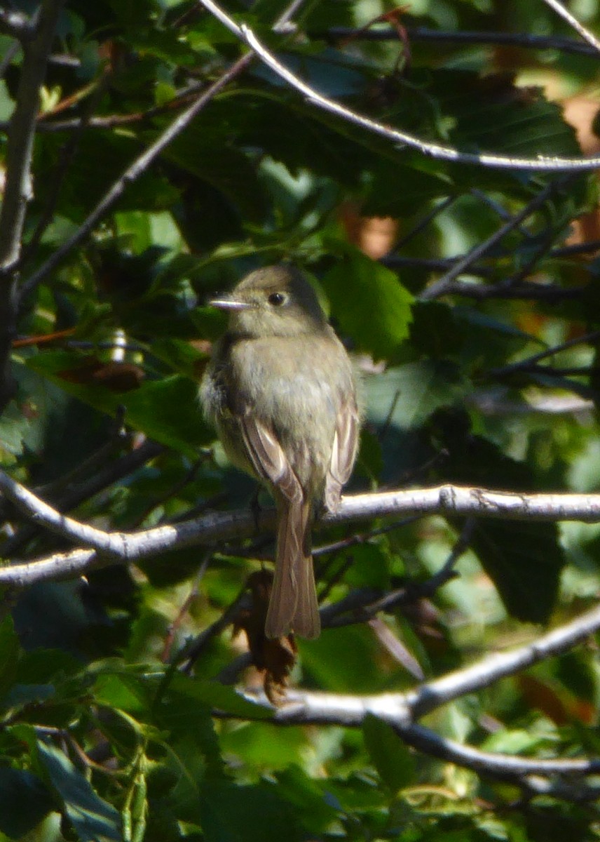 Western Flycatcher (Cordilleran) - ML108568281
