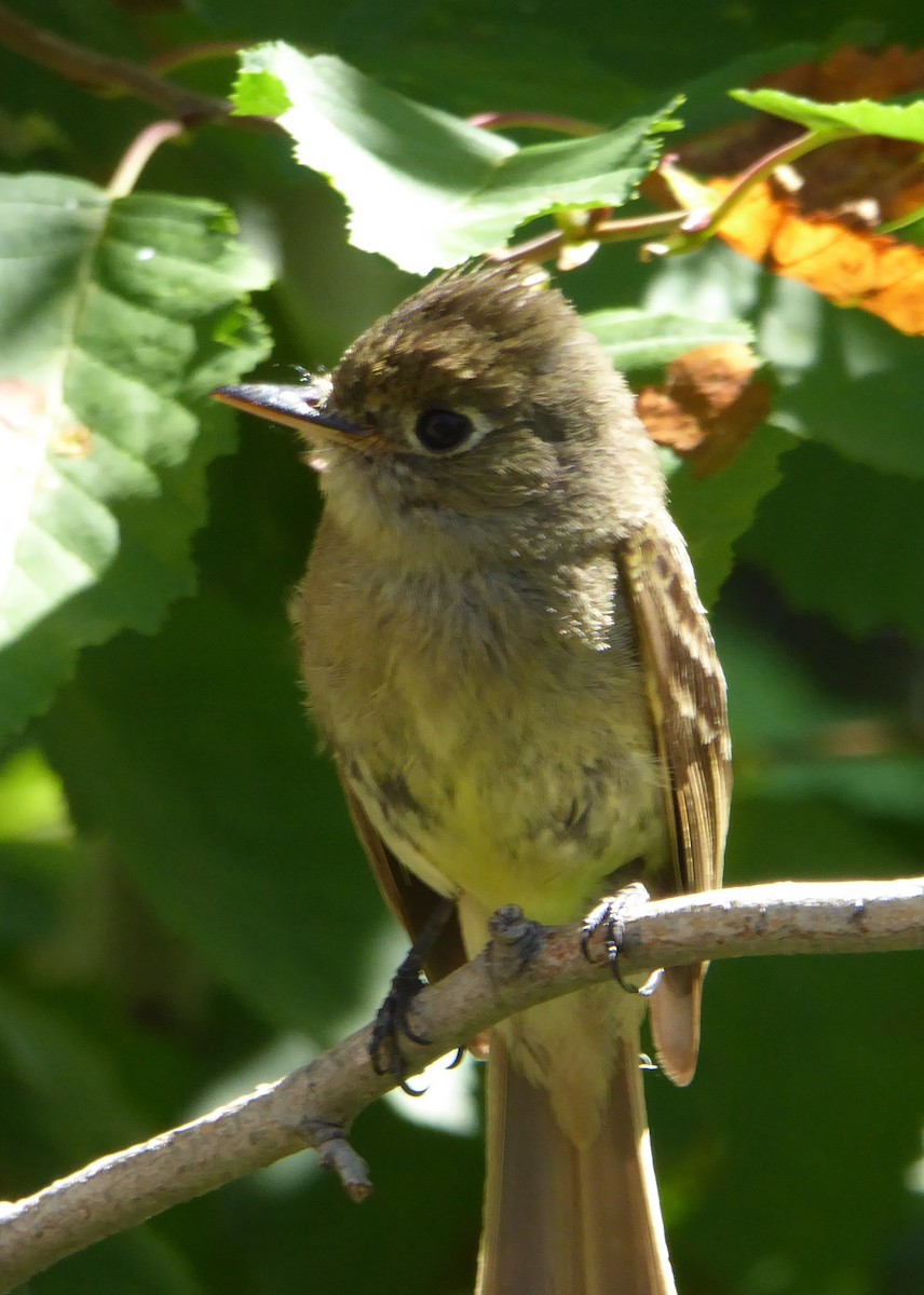 Western Flycatcher (Cordilleran) - ML108568291