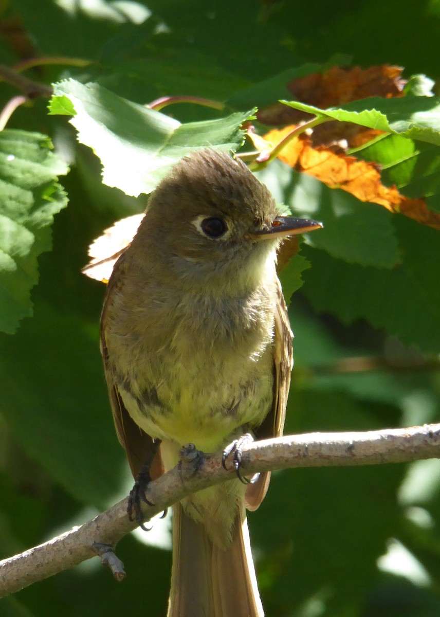 Western Flycatcher (Cordilleran) - ML108568301