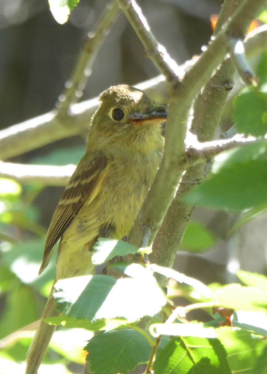 Western Flycatcher (Cordilleran) - ML108568311