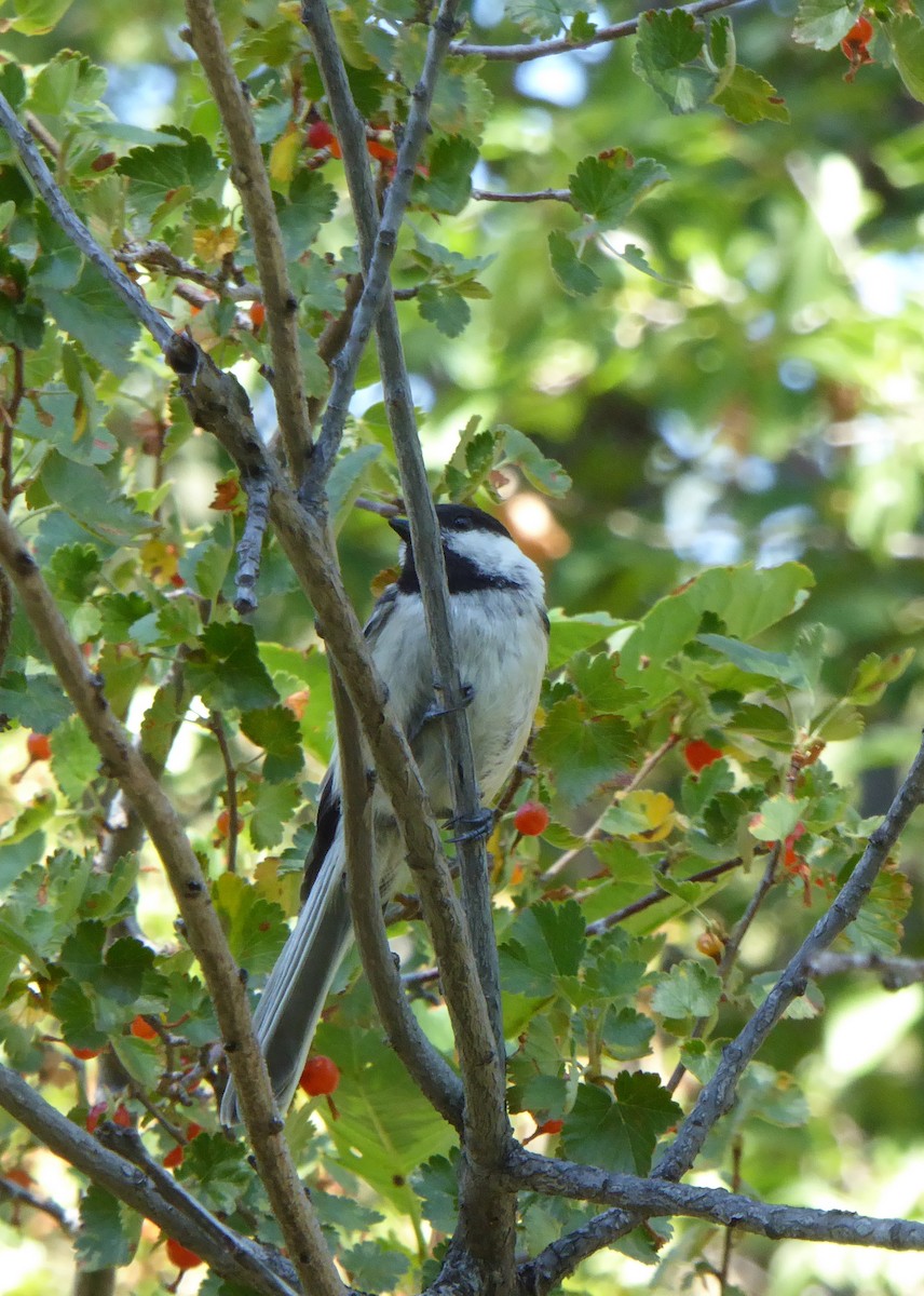 Black-capped Chickadee - ML108568411