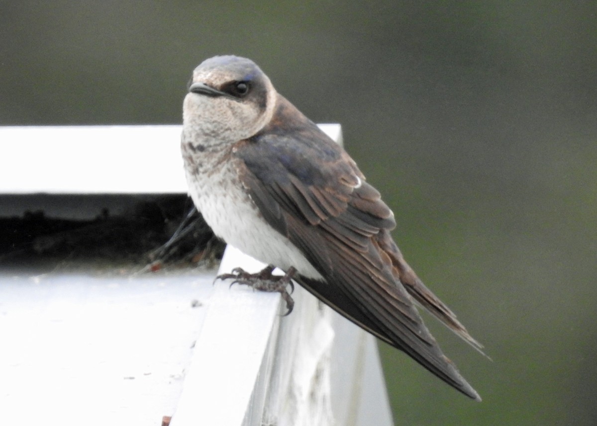 Purple Martin - ML108568441