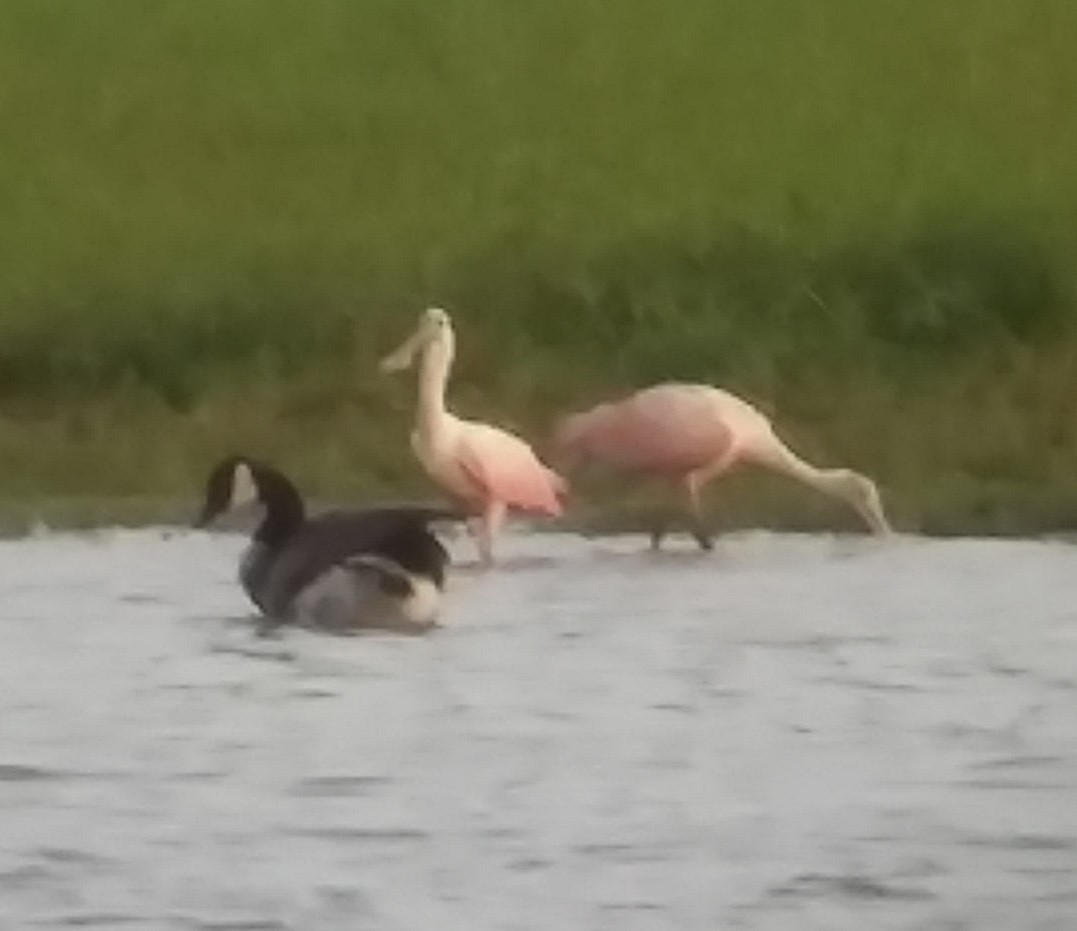 Roseate Spoonbill - ML108569131