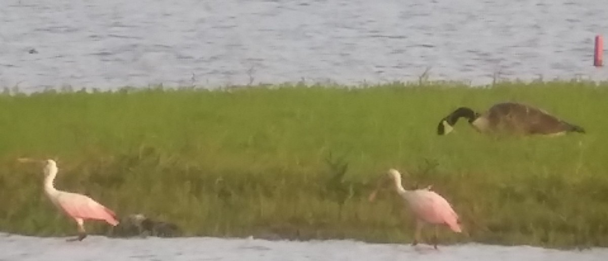 Roseate Spoonbill - ML108569141