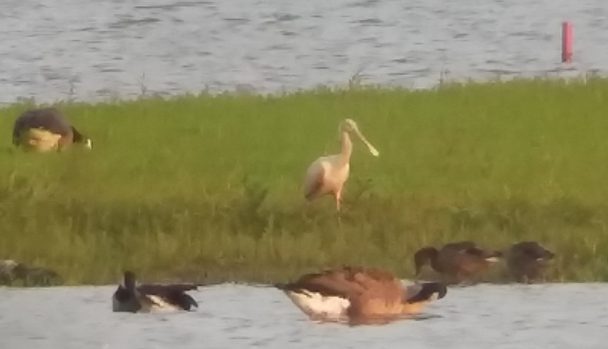 Roseate Spoonbill - ML108569151