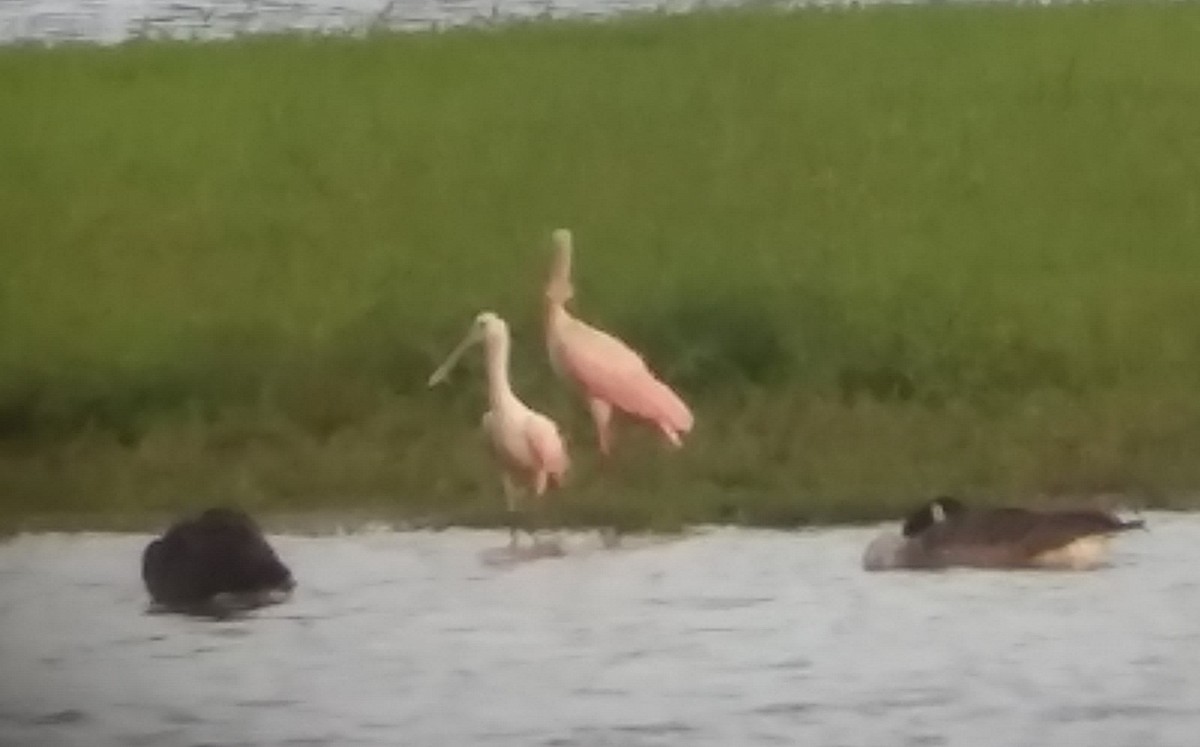 Roseate Spoonbill - ML108569161