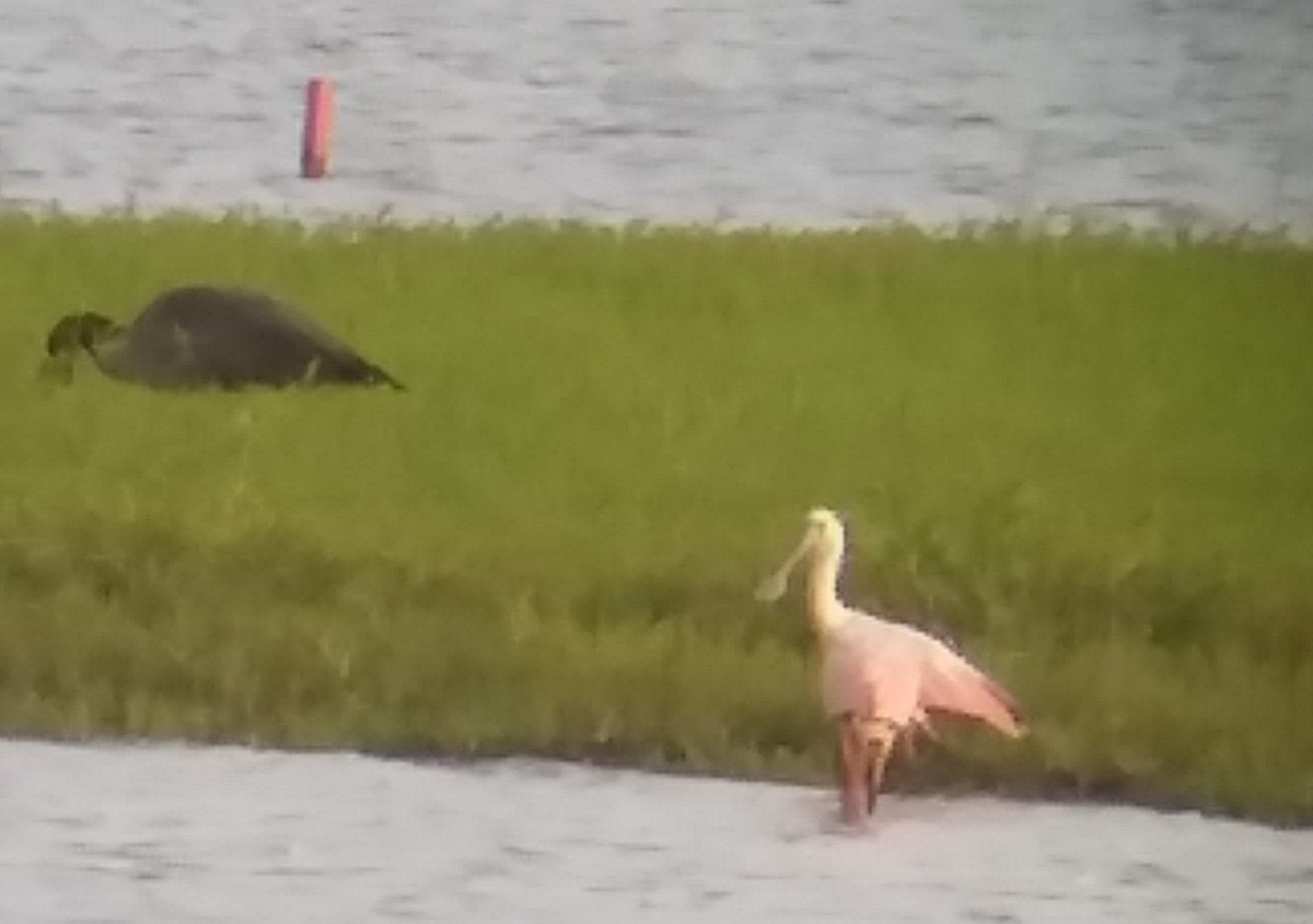 Roseate Spoonbill - ML108569181