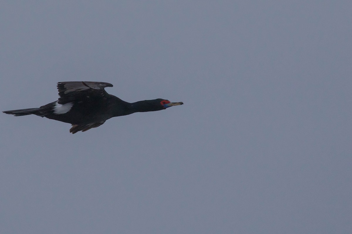 Cormoran à face rouge - ML108570001