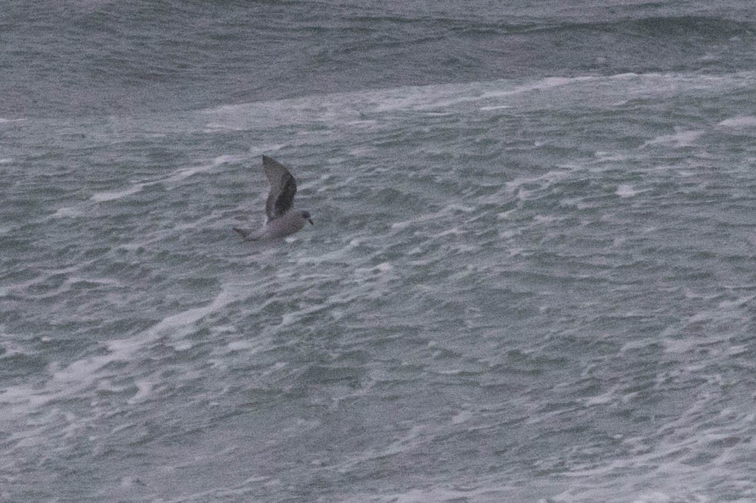 Fork-tailed Storm-Petrel - Doug Gochfeld