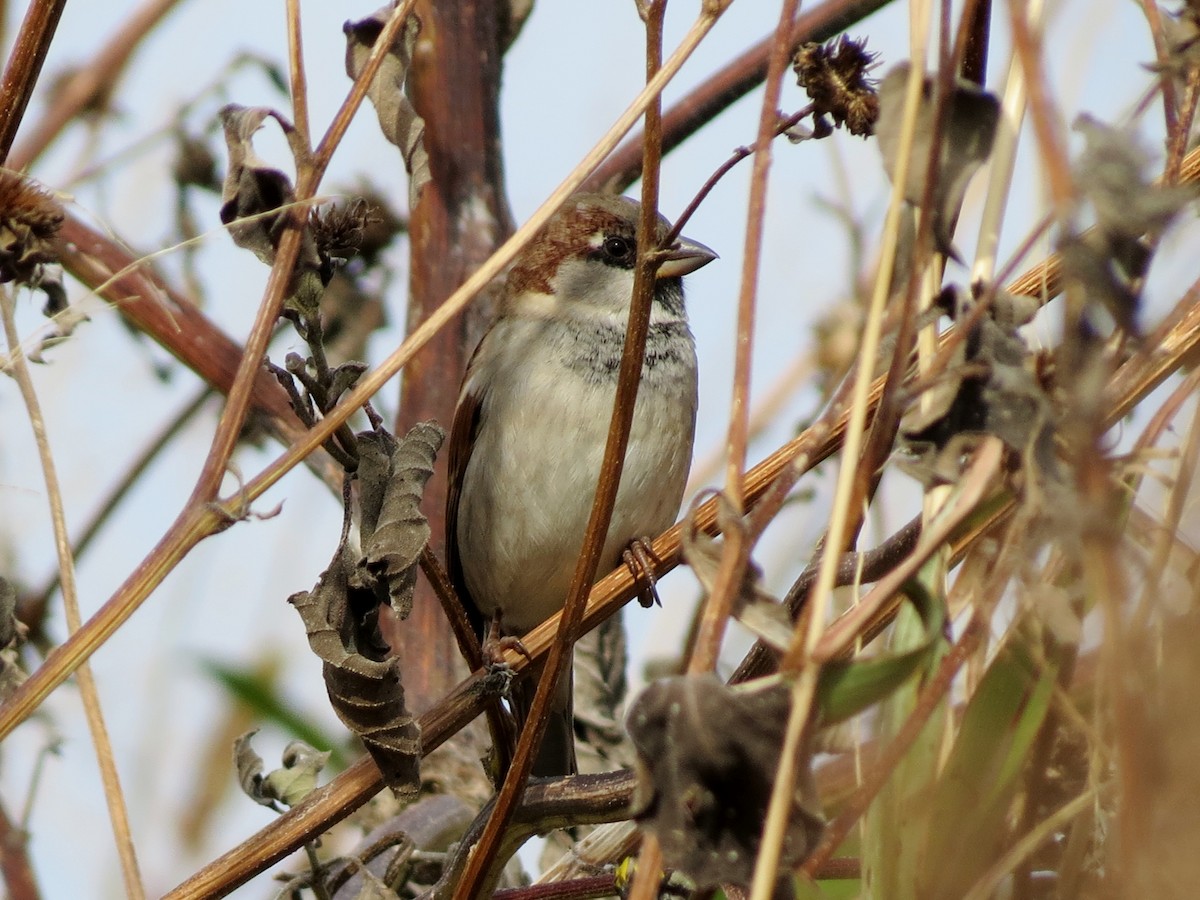 House Sparrow - ML108570601