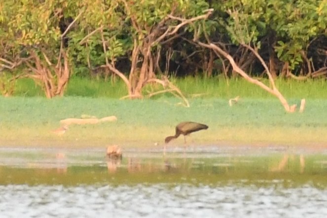 Glossy Ibis - ML108572681