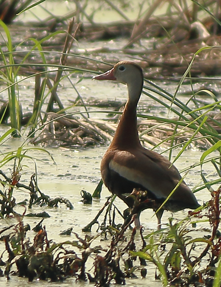 Black-bellied Whistling-Duck - ML108575341