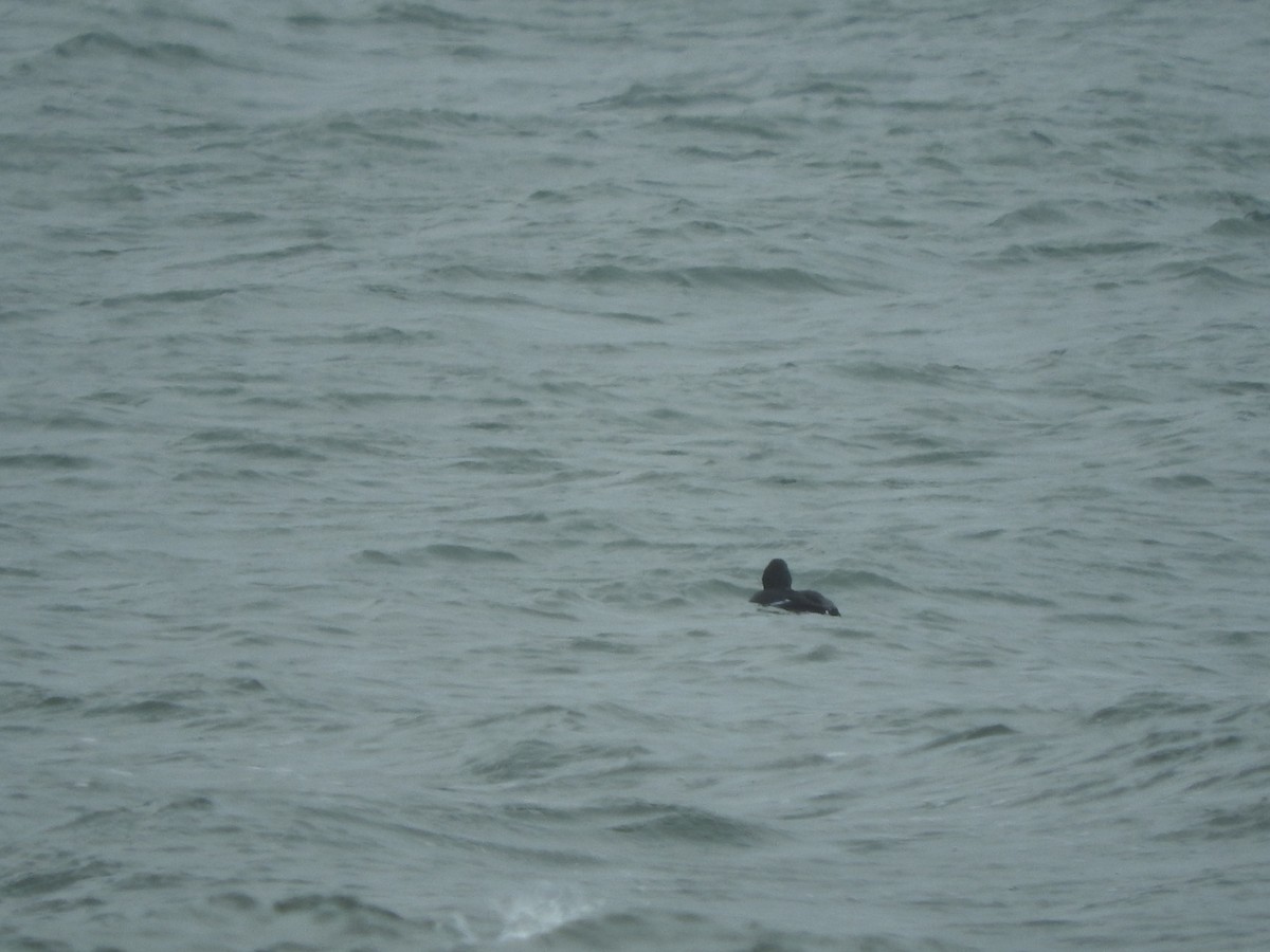 White-winged Scoter - ML108575351