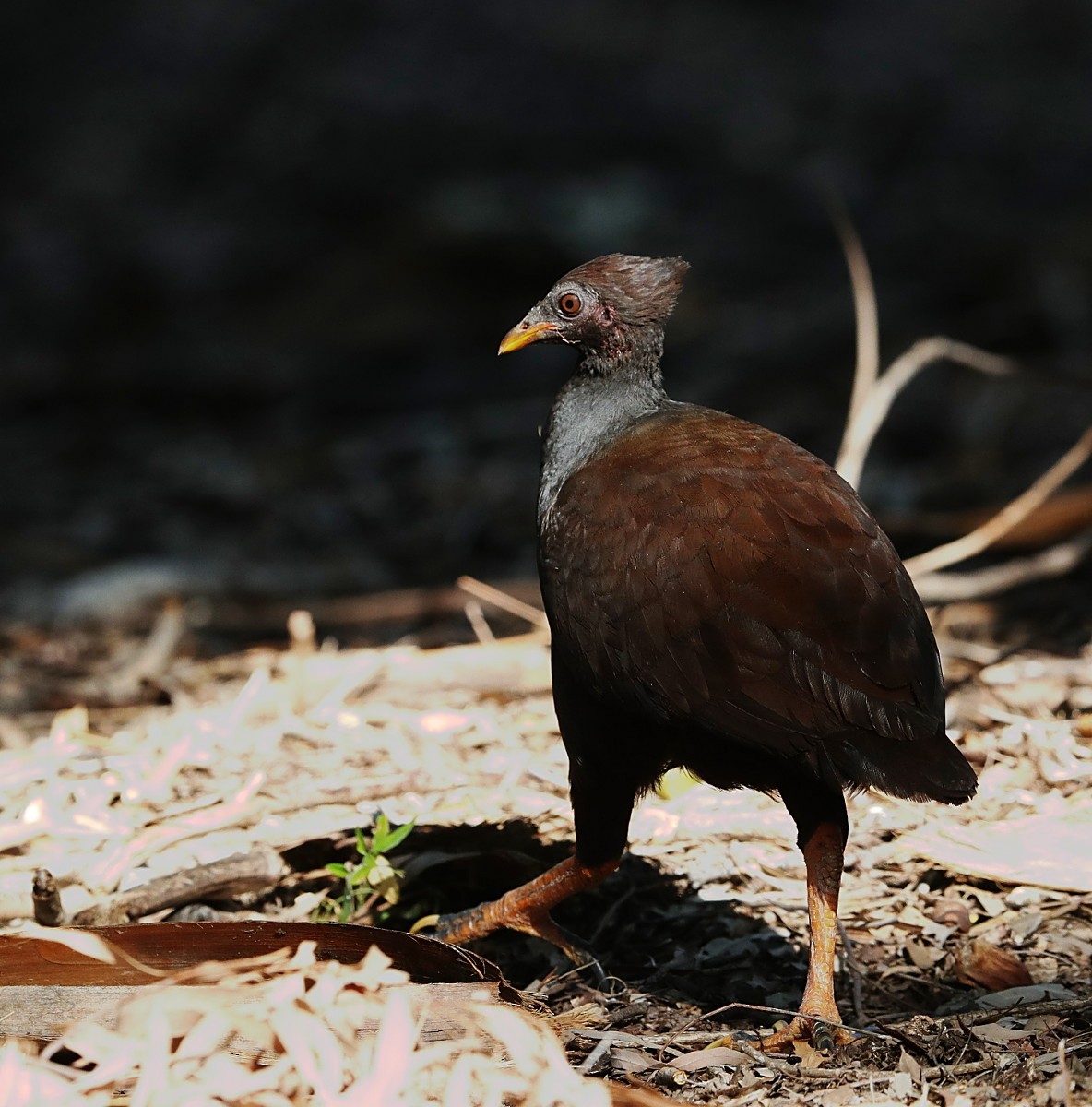 Orange-footed Megapode - Tony Ashton