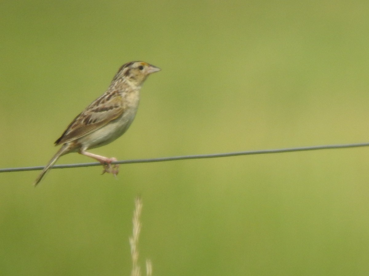 Grasshopper Sparrow - ML108578431